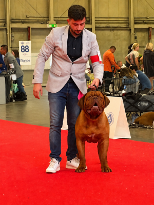 Étalon Dogue de Bordeaux - duncan idaho Titre Initial
