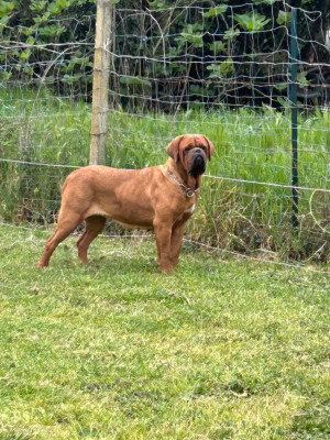 Étalon Dogue de Bordeaux - TIKKA LAKOMKA  Nostalgie de France