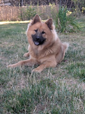Étalon Eurasier - A'Volka Des terres éternelles de valinor