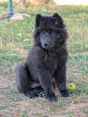 Étalon Eurasier - B'schwarze Wolfin des Legendes de Retz