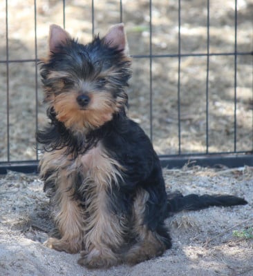 Étalon Yorkshire Terrier - BELLA De la Voie des Péniches 
