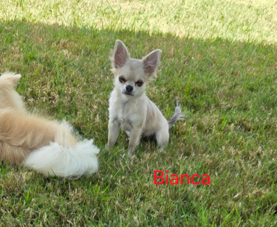 Étalon Chihuahua - Bianca Des Jardins De Titan