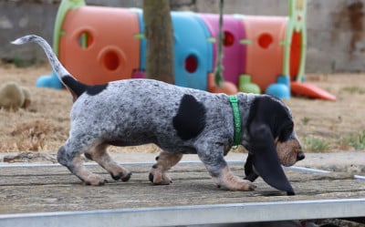 Étalon Basset bleu de Gascogne - Biscotte 