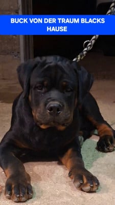 Étalon Rottweiler - Buck Von Der Traum Blacks Hause