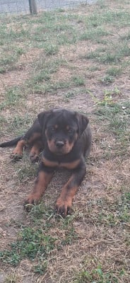 Étalon Rottweiler - bonnie  Von Der Traum Blacks Hause