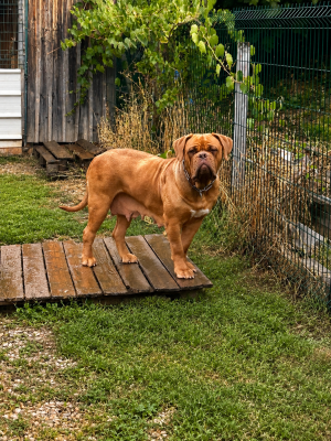 Étalon Dogue de Bordeaux - uta Titre Initial