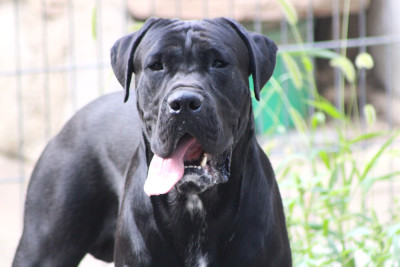 Étalon Cane Corso - Al Pacino  de Genevayse