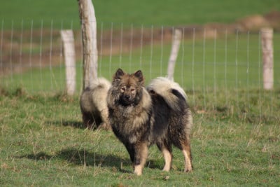 Vega Kajam  Du Domaine D'Alvheim