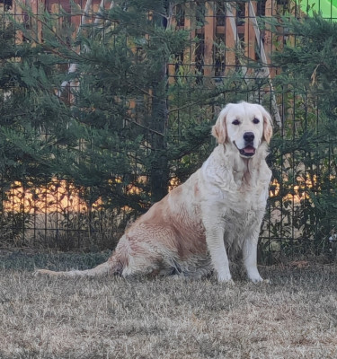 Étalon Golden Retriever - Thetis des dunes de kersaux