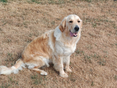 Étalon Golden Retriever - Uahine de la Gabrière
