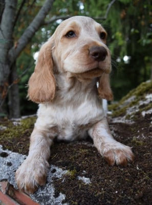 Étalon Chien d'Oysel allemand - Balzac Des Marais De L'Essonne