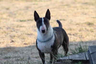 Étalon Bull Terrier Miniature - Cuba Libre venturesome