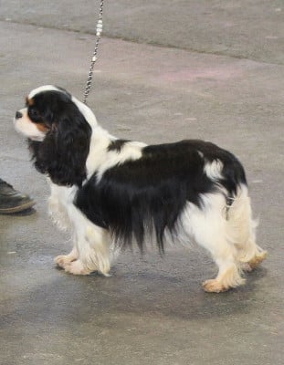 Étalon Cavalier King Charles Spaniel - Very Lovely du clos d'Arlequin