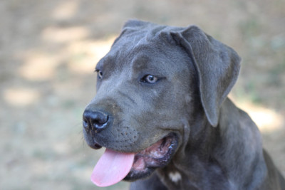Étalon Cane Corso - B B  de Genevayse