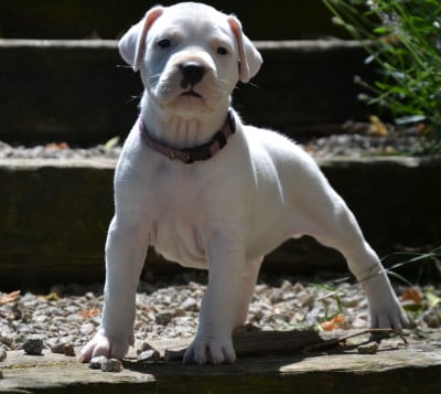 Étalon Dogo Argentino - Bomba Latina del angel de los volcanos