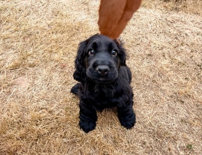 Étalon Cocker Spaniel Anglais - Brienne Du Royaume De Lecki
