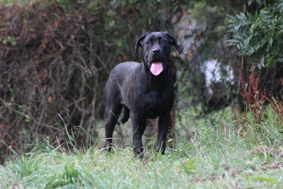 Étalon Cane Corso - Alma  de Genevayse