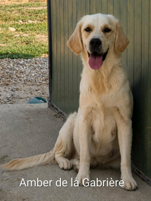 Étalon Golden Retriever - AMBER de la Gabrière