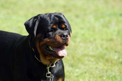 Étalon Rottweiler - Sheitan Imperium  ANNIBAL