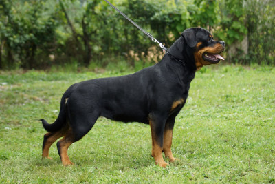 Étalon Rottweiler - Sheitan Imperium  VIOLET QUEEN
