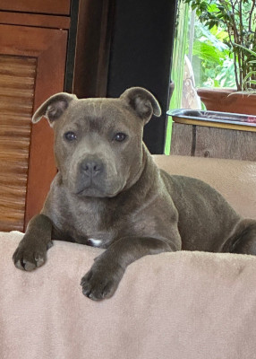 Étalon Staffordshire Bull Terrier - THAÏS WEST DOG LINES (Sans Affixe)