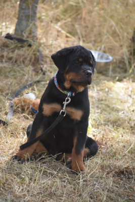 Étalon Rottweiler - Bubblegum Hirten Von Rottweil 
