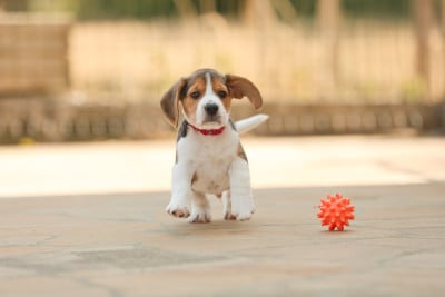 Étalon Beagle - Bayka du domaine d'Amandine 