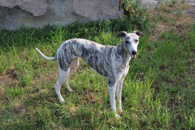 Étalon Whippet - Toscane Des Perles Du Phénix