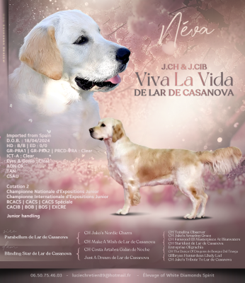 Étalon Golden Retriever - CH. JCH & JCIB Viva la vida de lar de casanova