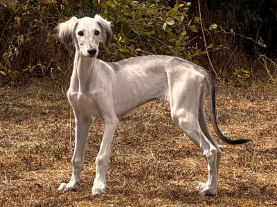 Étalon Saluki - Simgun Sorousha Ruya (Saziye) Ravan Bacht