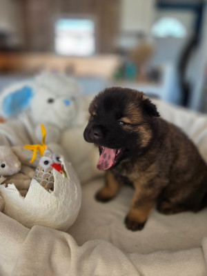 Étalon Eurasier - Blue 