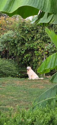 Étalon Golden Retriever - U Two One  De La Colline D'Eole