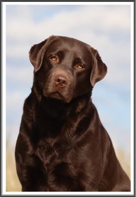 Étalon Labrador Retriever - VEGETA De Pepsie Pep's