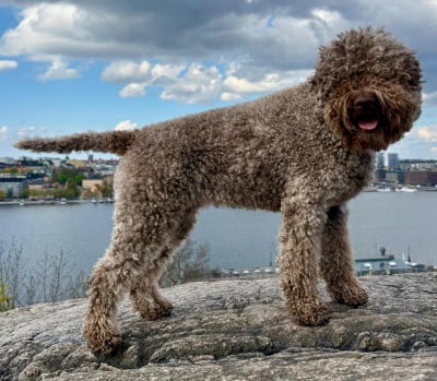 Étalon Lagotto Romagnolo - CH. Della Luna E Del Sole Dafne