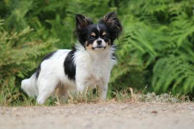 Étalon Chihuahua - B'Lupita Des Mille Nuances De Douceur
