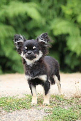 Étalon Chihuahua - Biguine avec toi Des Matriochekas Mexicaines