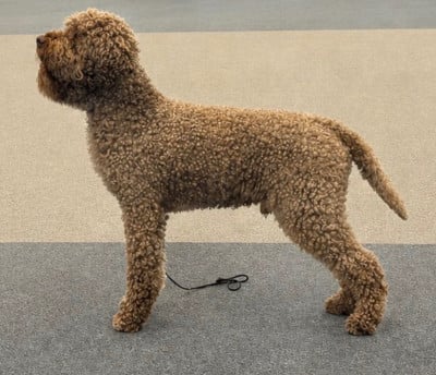 CH. rozebottel's Pollux