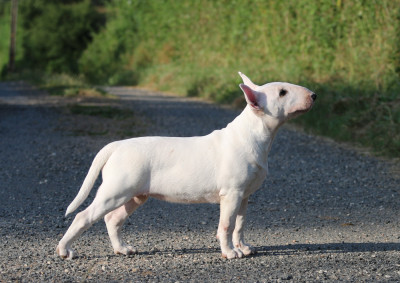Étalon Bull Terrier - Bubble Tea Of Tessa's Dream