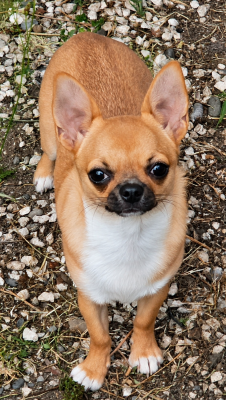 Étalon Chihuahua - Birdy  Du Clos Shooting Star