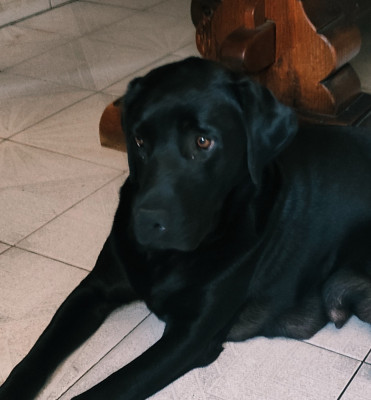 Étalon Labrador Retriever - Sia (Sans Affixe)
