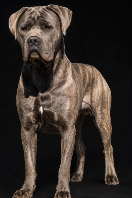 Étalon Cane Corso - gari buda's imperial