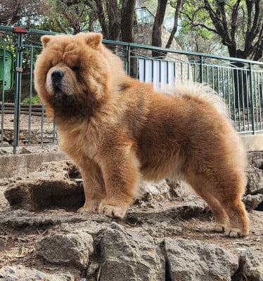 Étalon Chow Chow - VICOMTE VOOLIE d'Entre Terre et Mer