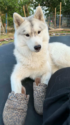 Étalon Siberian Husky - aqua De La Contrée Des Glaces