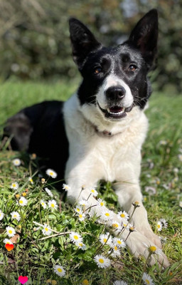Étalon Border Collie - Salsa Dance Tonic del pastre del cesaleir