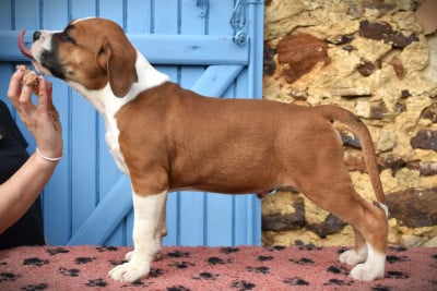 Étalon American Staffordshire Terrier - Lechis Bow Down to Me