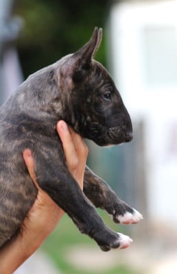 Étalon Bull Terrier Miniature - Barbie Du Domaine Des Démons Bretons