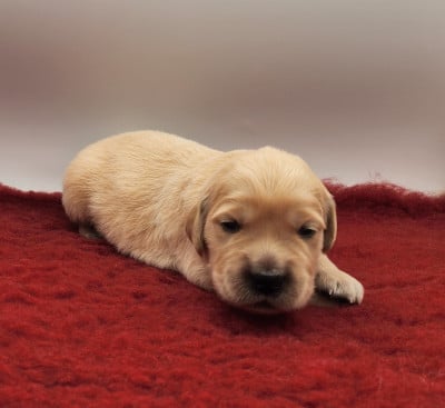 Étalon Golden Retriever - Bellissime Capucine 