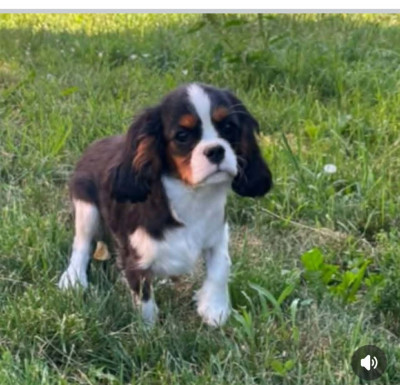 Étalon Cavalier King Charles Spaniel - B' Léna Du Souvenir Des Dicks