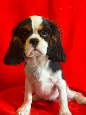 Étalon Cavalier King Charles Spaniel - Bianca Du Souvenir Des Dicks