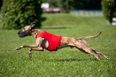 Étalon Whippet - U'Wapiti of the Moon
